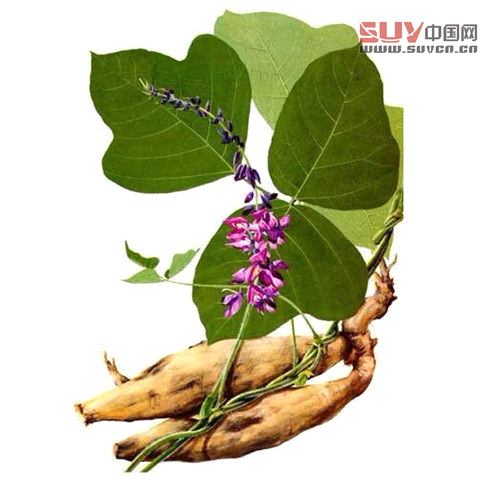 戶外課堂:驢友們一定要認識的六種救命稻草