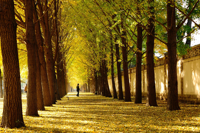 北京釣魚臺(tái)銀杏大道 盡賞金秋落英繽紛