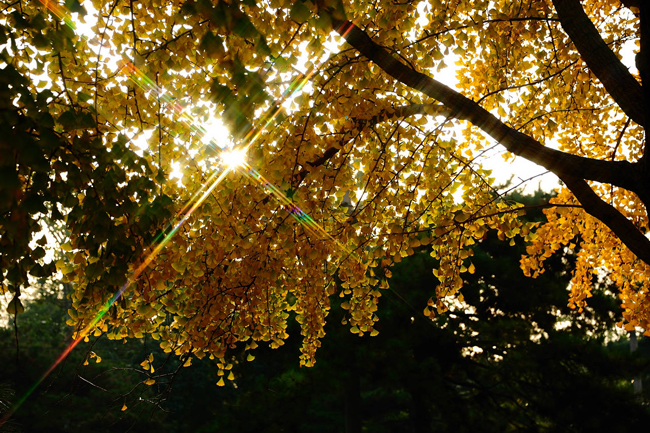 北京釣魚臺(tái)銀杏大道 盡賞金秋落英繽紛