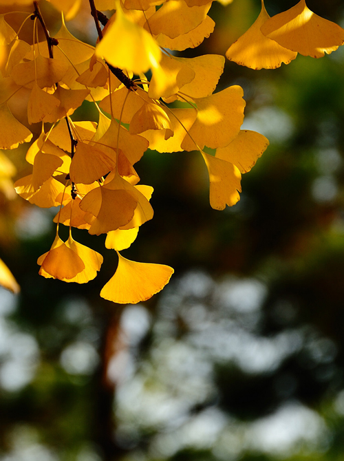 北京釣魚臺(tái)銀杏大道 盡賞金秋落英繽紛
